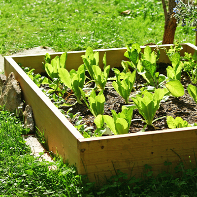 Carré potager