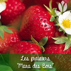 fraisier mara des bois - Fragaria Mara des Bois