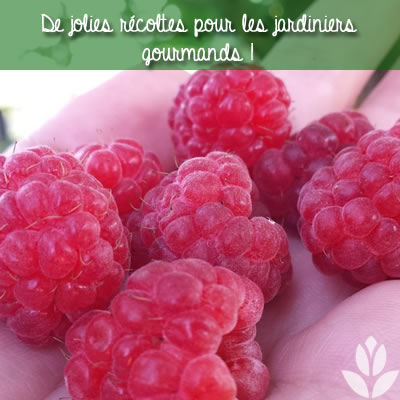 récolte des framboises du jardin