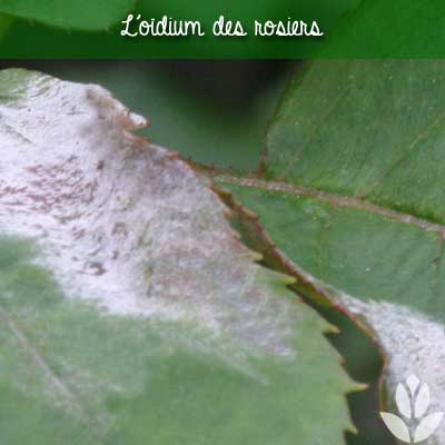 oïum sur feuilles des rosiers