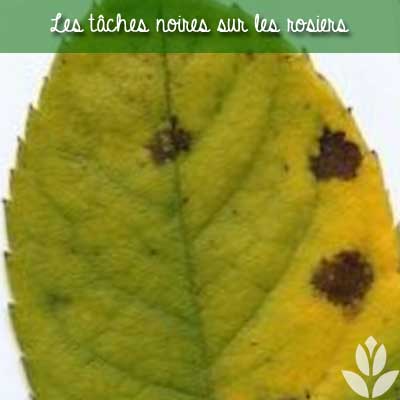 taches noires rosiers