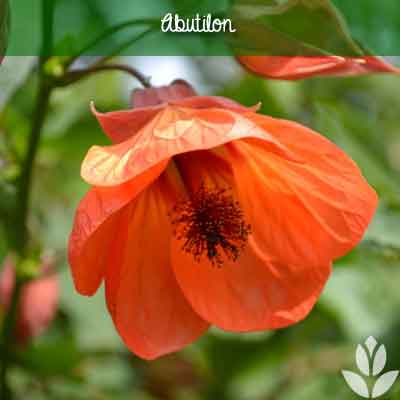abutilon fleur