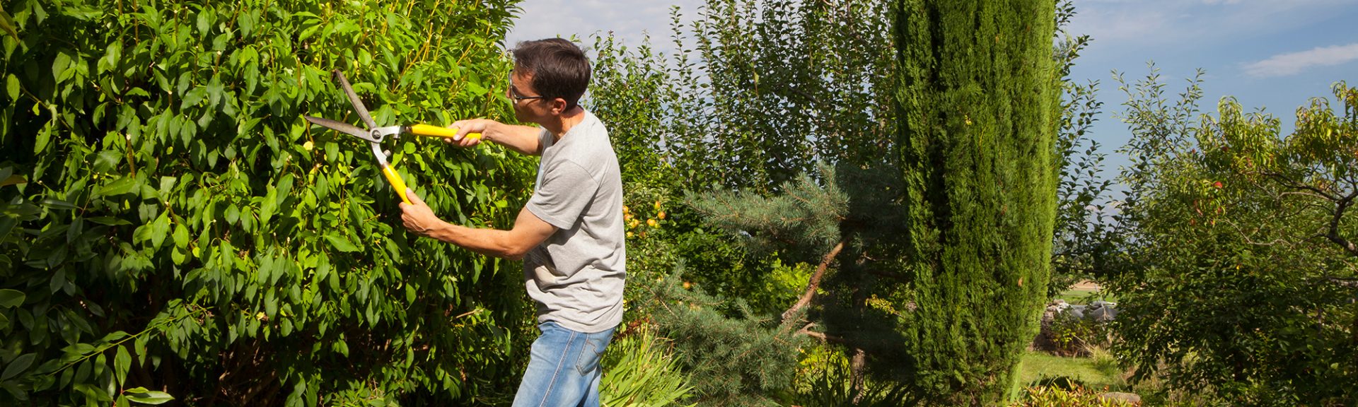 Un homme taille un arbuste d'ornement dans son jardin