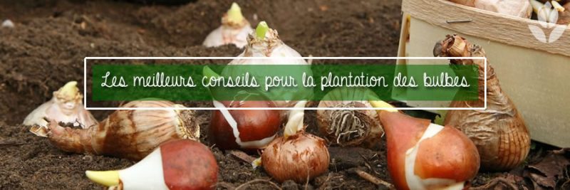 Les 5 Meilleurs Conseils Sur Les Bulbes Conseil Jardin Willemse