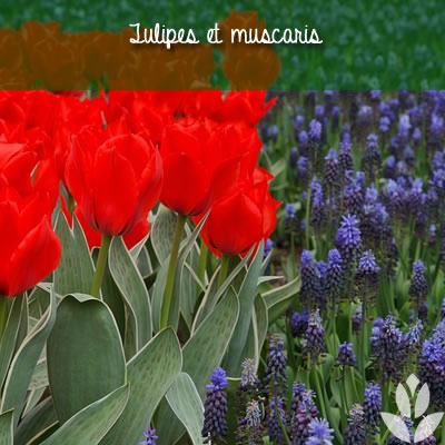 tulipes et muscaris