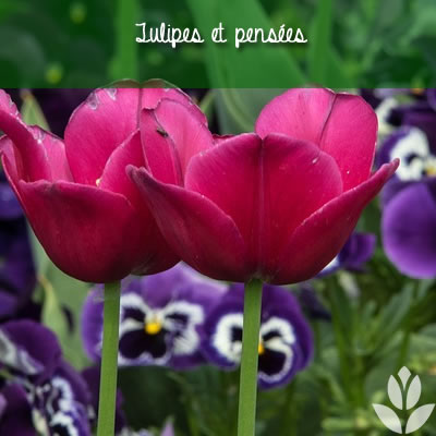 tulipes et pensées