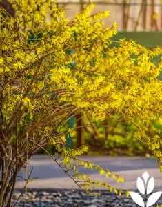 Forsythia jaune en fleurs (Forsythia x intermedia)