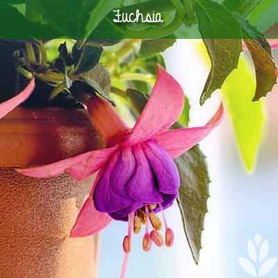 fuchsia fleur