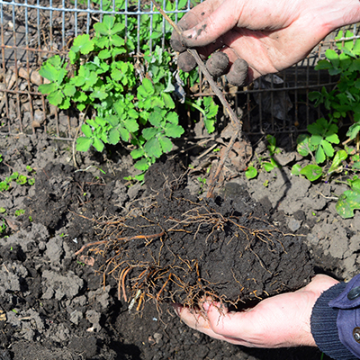 Plantation, culture et entretien de clématites. Un jardinier va planter une jeune plante de clématite à racines nues.