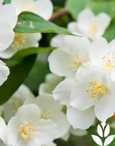 fleurs blanches seringat / seringa Phildaelphus