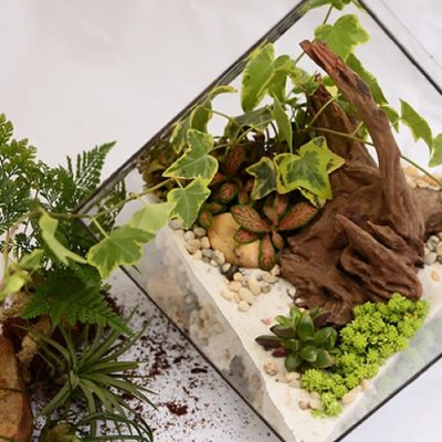 réaliser un terrarium végétal