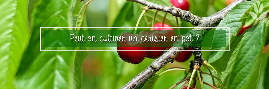 peut on cultiver un cerisier en pot ?