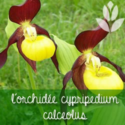 orchidee cypripedium calceolus