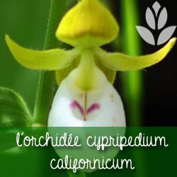 orchidee cypripedium californicum