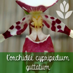 orchidee cypripedium guttatum