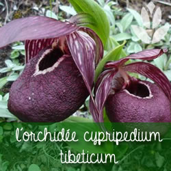 orchidee_ cypripedium tibeticum