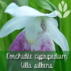 orchidee_ ypripedium ulla silkens