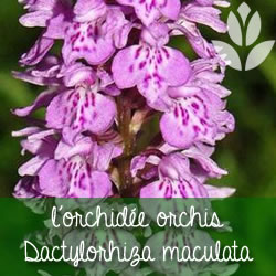 orchidee dactylorhiza maculata