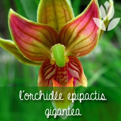 orchidée epipactis gigantea