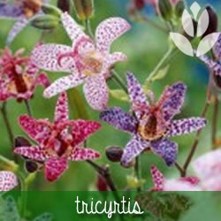 tricytis orchidées de jardin