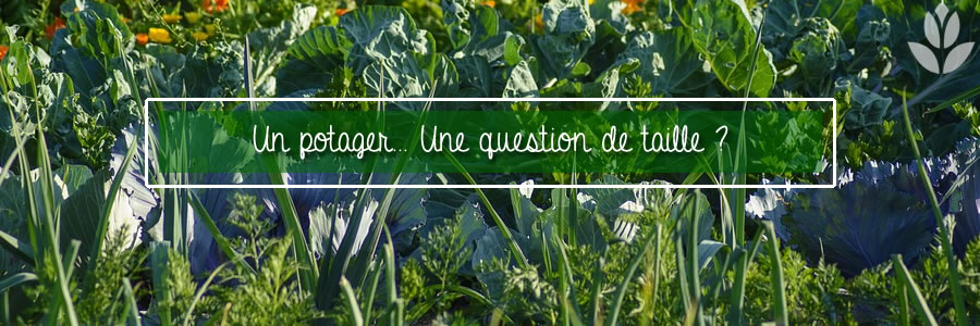 la taille du potager