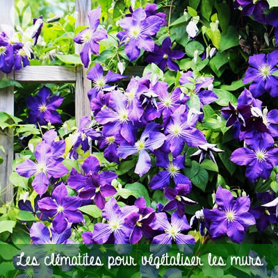les clémtites pour végétaliser les murs