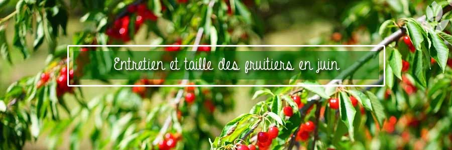 la taille et entretine des fruitiers en juin