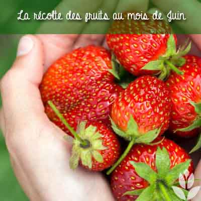 fruits du jardin en juin