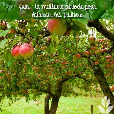 juin fruitiers