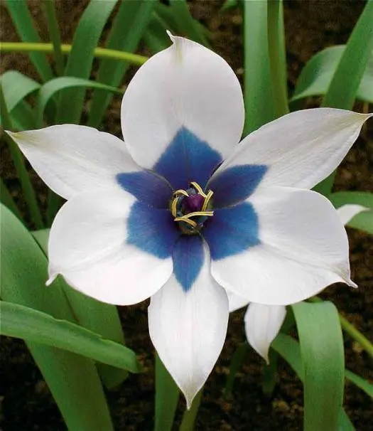 Tulipes au cœur bleu
