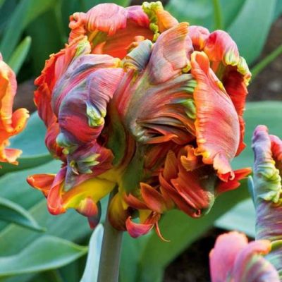 Tulipes perroquet