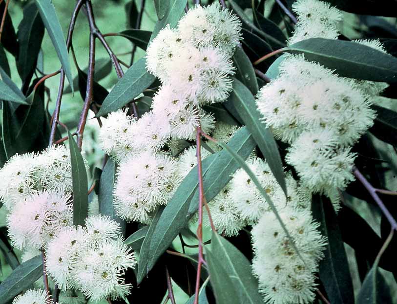 eucalyptus gunnii en fleurs