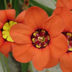 Plantes Commençant Par S Conseils Pour Votre Jardin