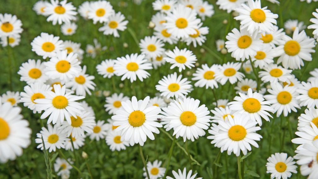 Où planter des Reines-marguerites ?