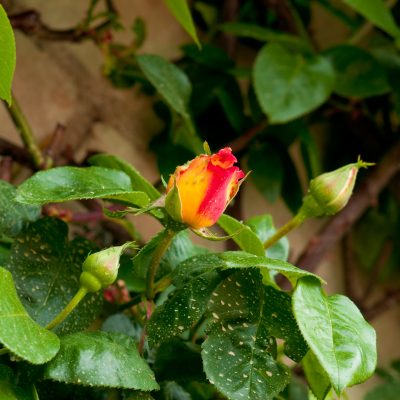 Les maladies des rosiers - Mon petit jardin heureux
