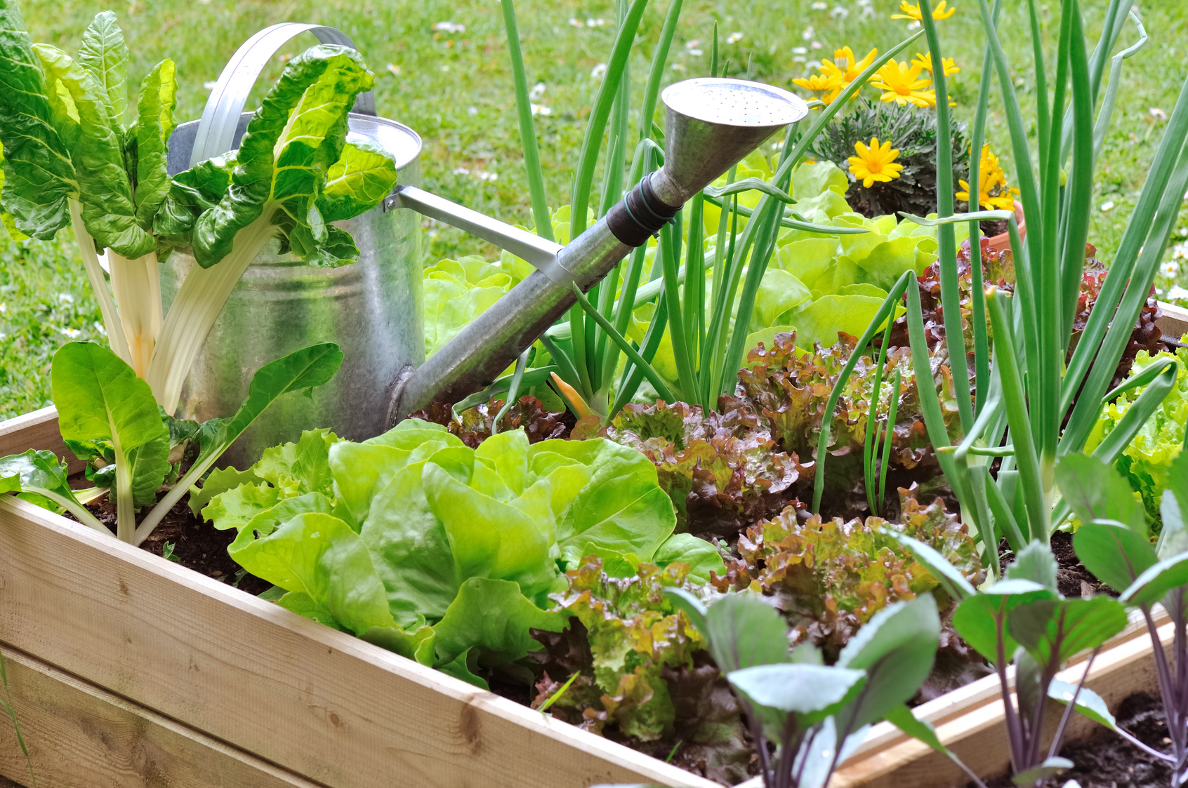 Mon joli carr  de potager  Les conseils pour votre jardin 