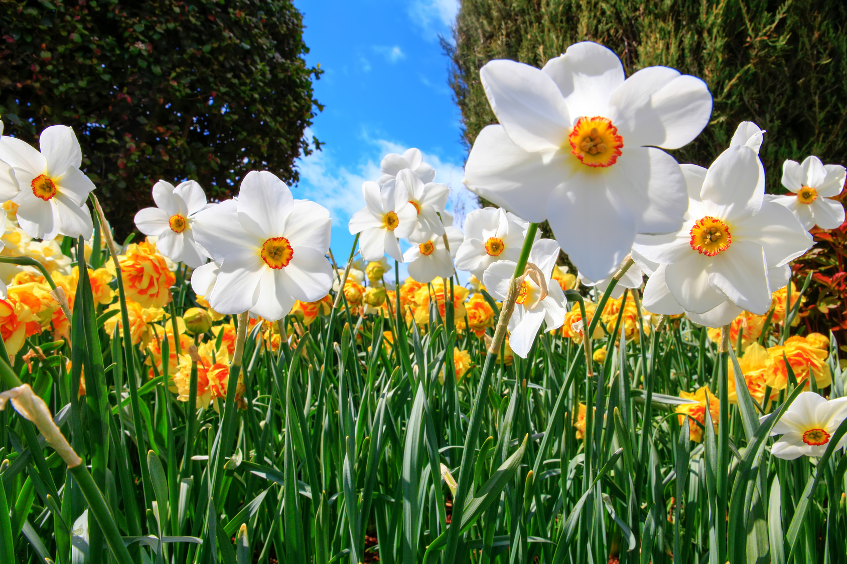 Le Narcisse à fleurs d'Orchidées - Conseils Jardin Willemse