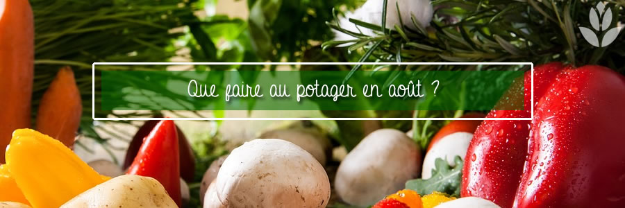 Que Faire Au Potager En Aout Conseil Jardin Willemse