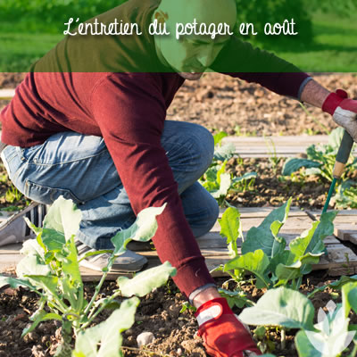 aout_potager_entretien