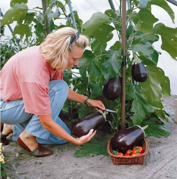comment planter des aubergines