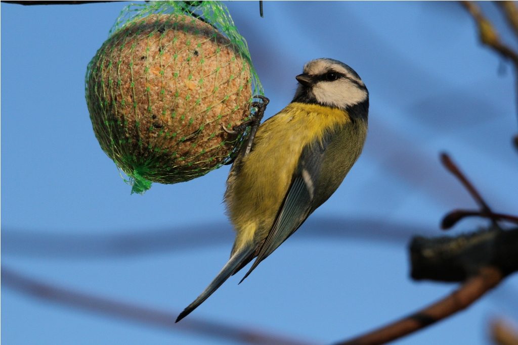 Nichoirs oiseaux : les accueillir dans son potager en permaculture