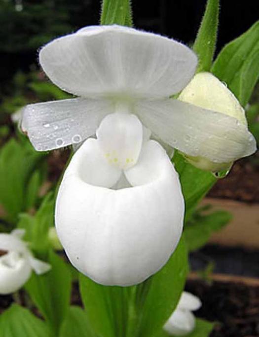 orchidee_cypripedium_reginae_alba