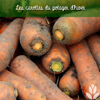 les carottes du potager d'hiver