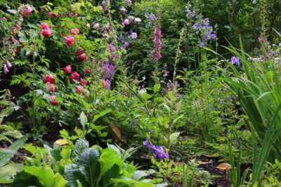 Comment Planter Les Plantes Vivaces ? - Willemse Vous Conseille