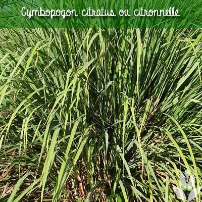 citronnelle Citronnelle Cymbopogon citratus