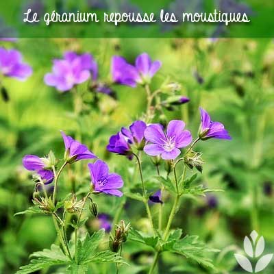geranium_repousse_moustiques