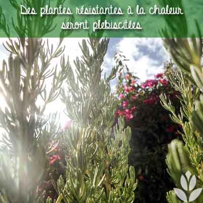 jardin méditerranéen plantes chaleur