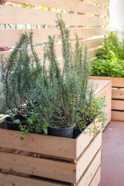 Voici comment faire votre propre jardin de plantes aromatiques