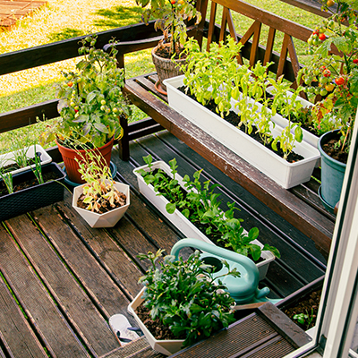Diverses herbes et plantes poussant sur le balcon en bois de la maison en été, petit concept de potager.