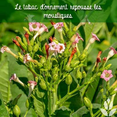 tabac_ornement_repousse_moustiques